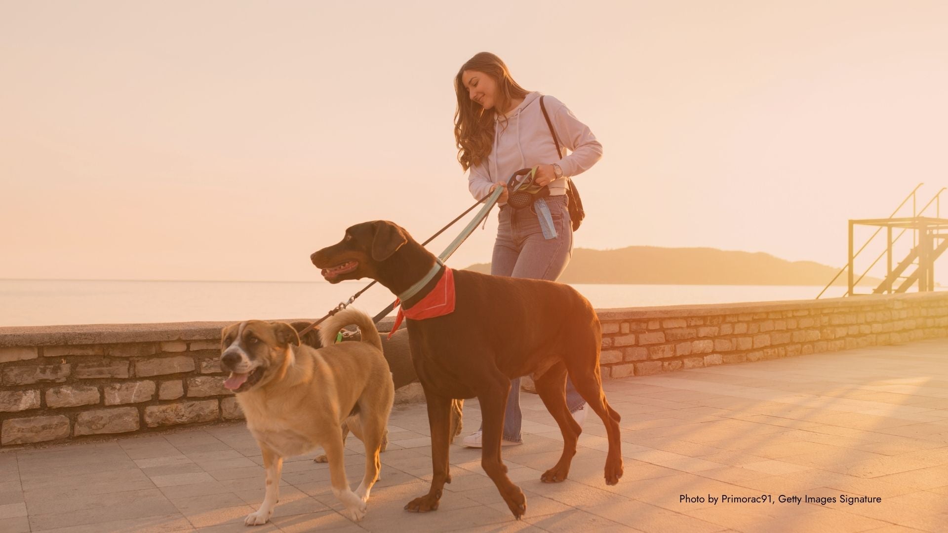 Woman walking two dogs on a path with a scenic background