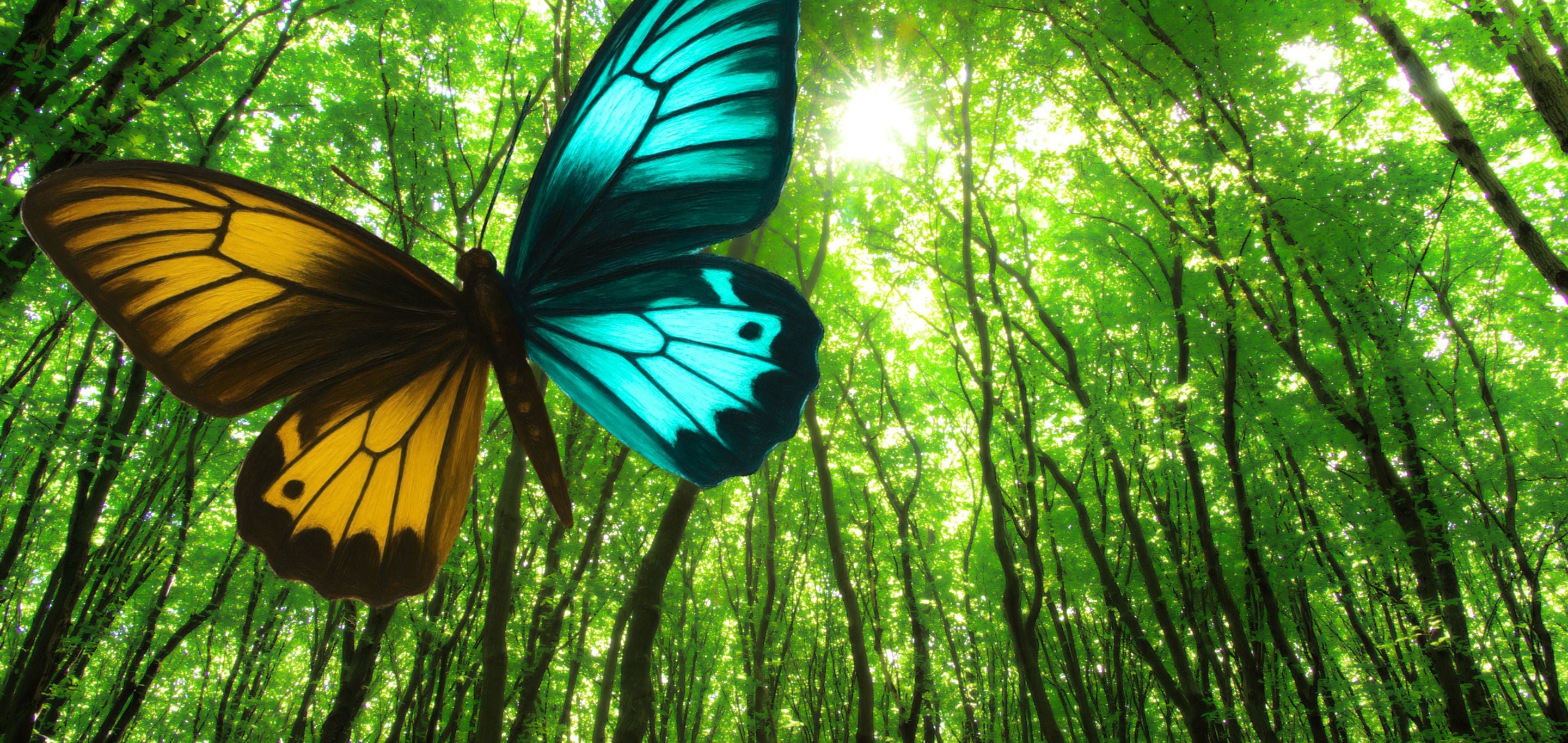 Butterfly with blue and yellow wings in a forest setting